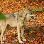 Danni causati dagli animali: chi ne risponde?