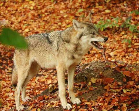 Danni causati dagli animali: chi ne risponde?