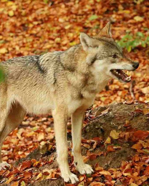 Danni causati dagli animali: chi ne risponde?