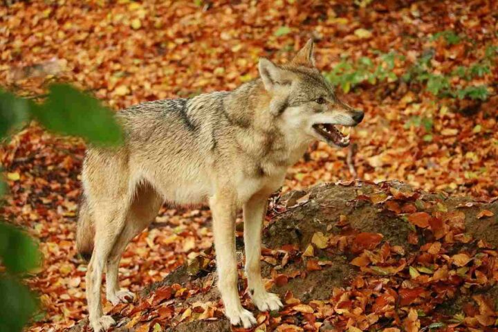 Danni causati dagli animali: chi ne risponde?