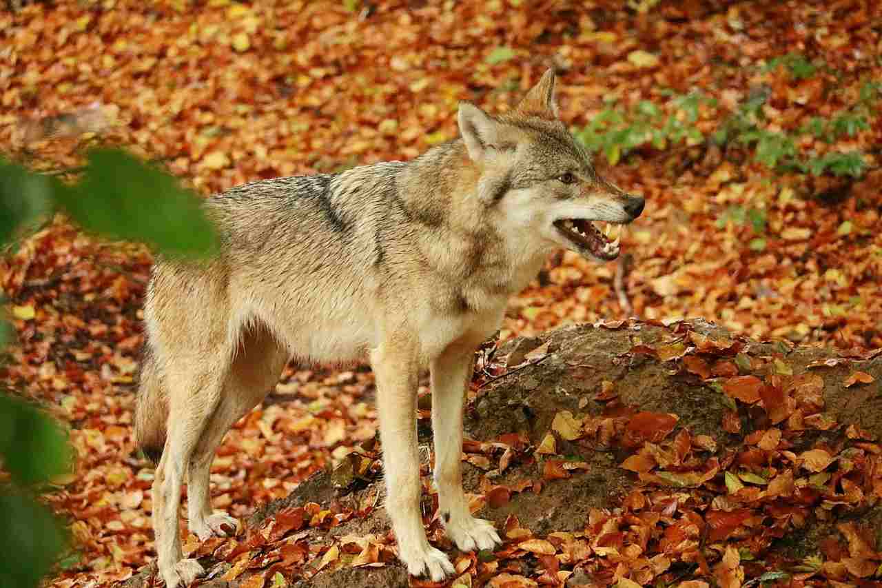 Danni causati dagli animali: chi ne risponde?