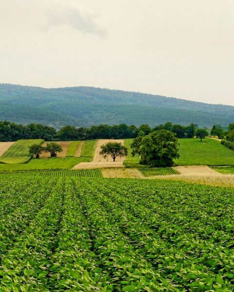 diritto prelazione terreno agricolo