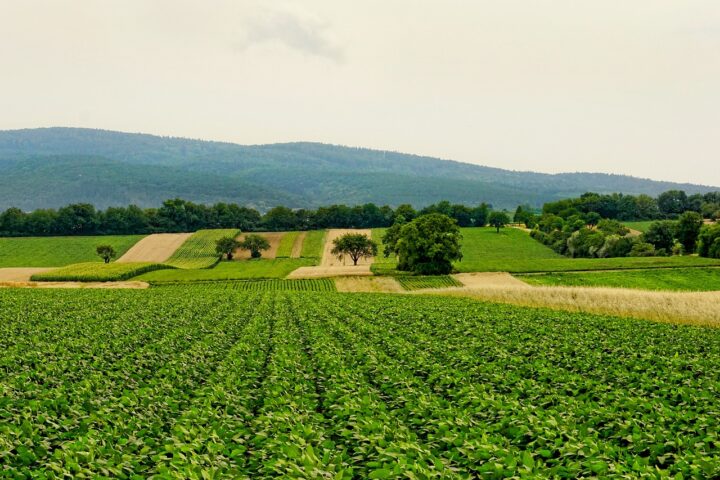 diritto prelazione terreno agricolo