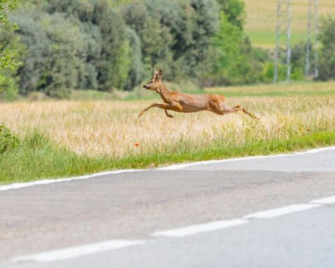 Stabilire responsabilità civile per danni da fauna selvatica