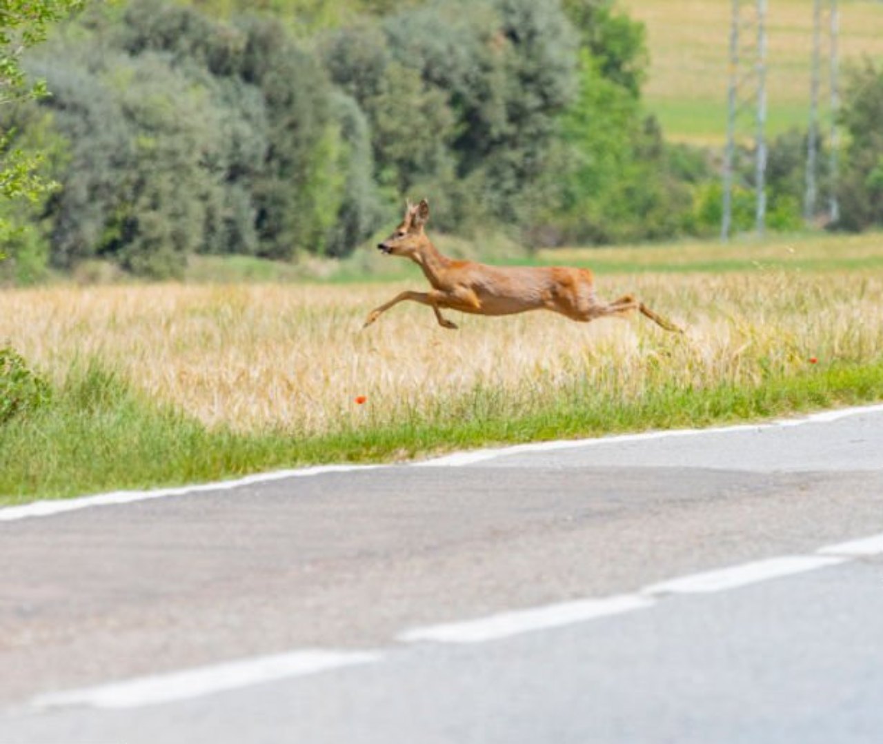 Stabilire responsabilità civile per danni da fauna selvatica