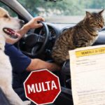 trasporto auto cani e gatti