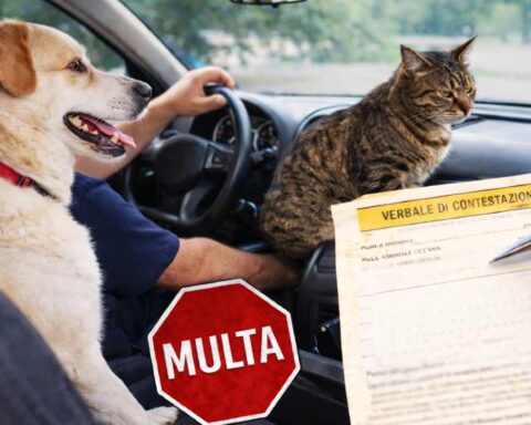 trasporto auto cani e gatti